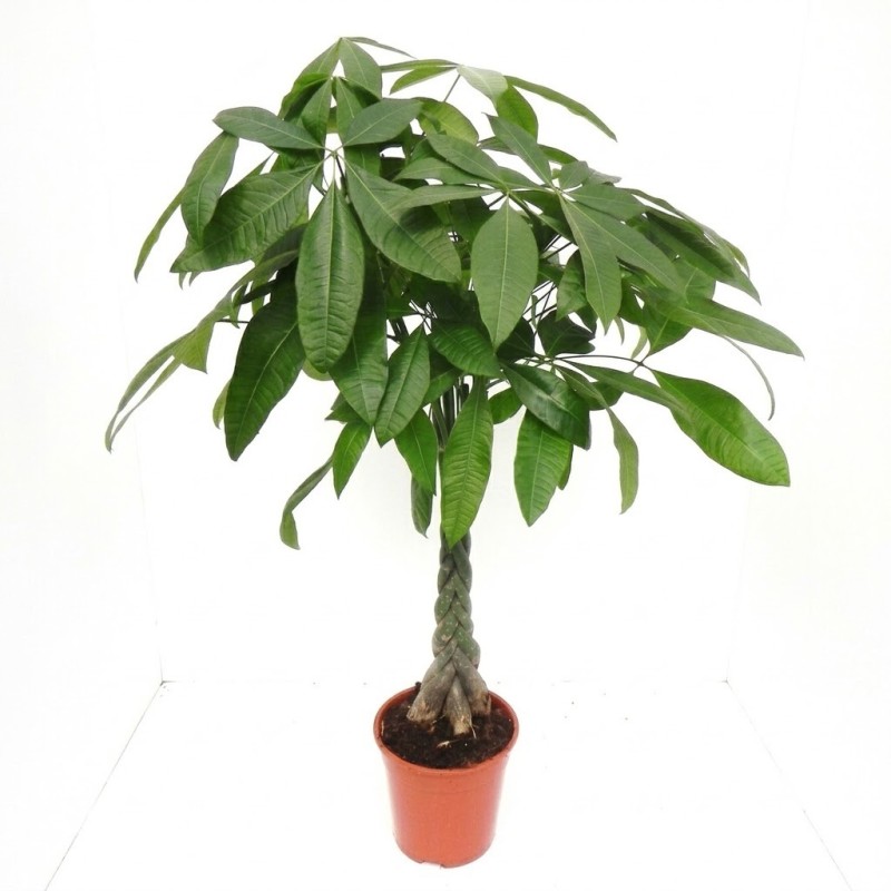 PACHIRA AQUATICA V21