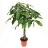 PACHIRA AQUATICA V21