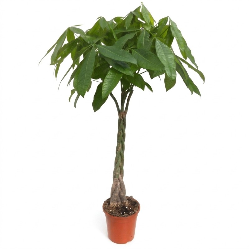 PACHIRA AQUATICA V27