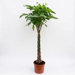 PACHIRA AQUATICA V30