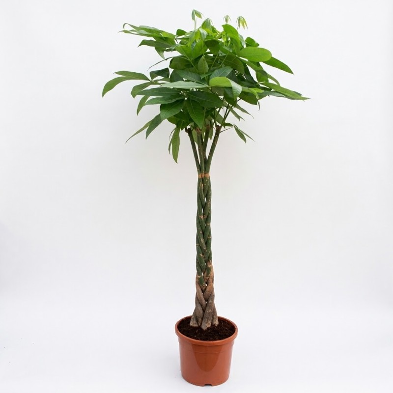 PACHIRA AQUATICA V30