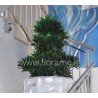 TROMBA SCALE, VASO MADREPERLA, DRACAENA COMPACTA