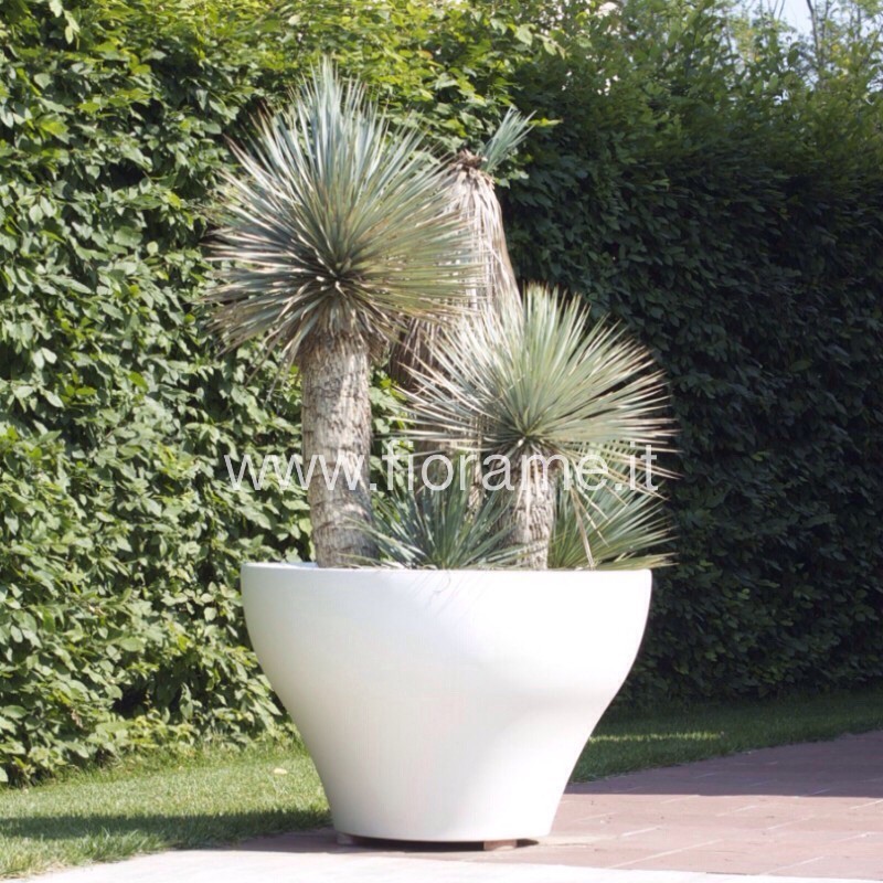 YUCCA ROSTRATA - pianta generica