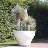 YUCCA ROSTRATA - pianta generica
