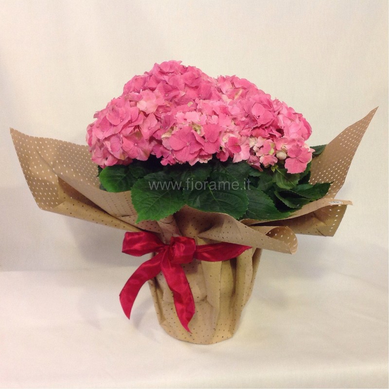 ORTENSIA HYDRANGEA MACROPH.-pianta generica