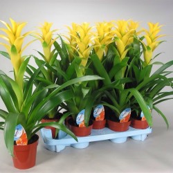 GUZMANIA - plant generic