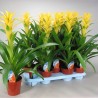 GUZMANIA - plant generic