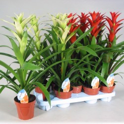 GUZMANIA - plant generic