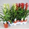 GUZMANIA - plant generic