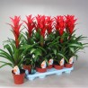 GUZMANIA - plant generic