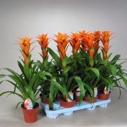 GUZMANIA - plant generic