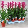 GUZMANIA - plant generic