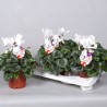 CYCLAMEN CYCLAMEN PERSICUM - plant generic