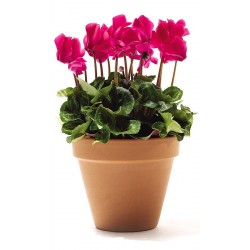 CYCLAMEN CYCLAMEN PERSICUM - plant generic