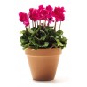 CYCLAMEN CYCLAMEN PERSICUM - plant generic