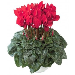 CYCLAMEN CYCLAMEN PERSICUM - plant generic