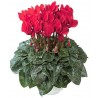CYCLAMEN CYCLAMEN PERSICUM - plant generic
