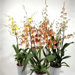 ONCIDIUM-ORCHID DANCER - plant generic