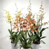 ONCIDIUM-ORCHID DANCER - plant generic