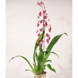 ONCIDIUM-ORCHID DANCER - plant generic