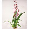 ONCIDIUM-ORCHID DANCER - plant generic