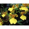 ONCIDIUM-ORCHID DANCER - plant generic