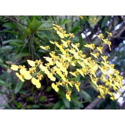 ONCIDIUM-ORCHID DANCER - plant generic