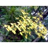 ONCIDIUM-ORCHID DANCER - plant generic