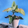 KALANCHOE BEHARENSIS - pianta generica