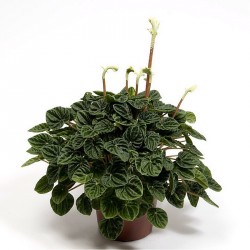 PEPEROMIA CAPERATA LILIAN - plant generic