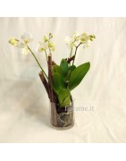 Orchidee Phalaenopsis