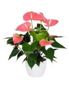 Anthurium