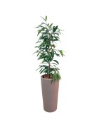 Colonnari esempi