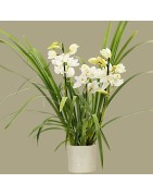 Orchidee Cymbidium