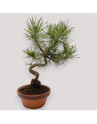 Bonsai
